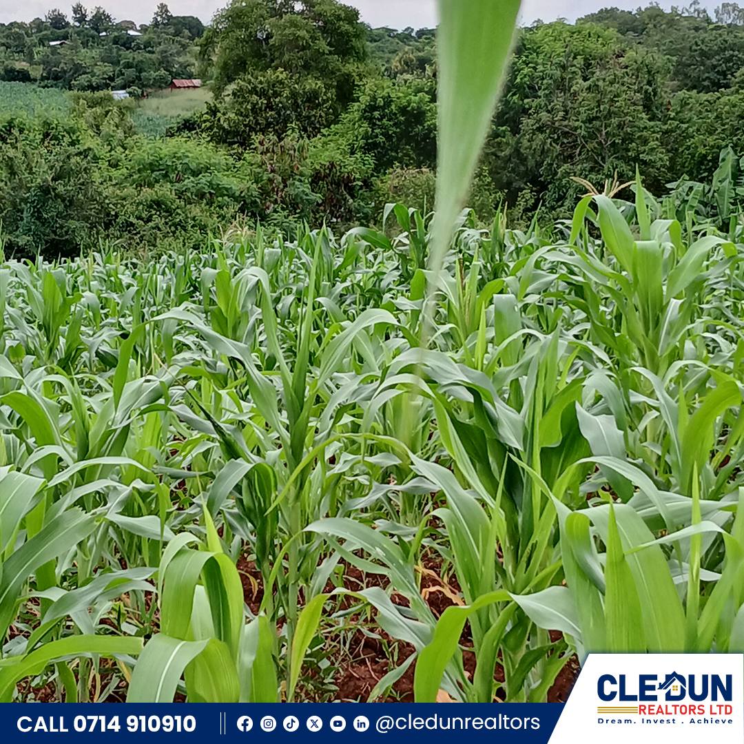 Cledun Realtors Strengthens Market Presence with Launch of Neema Garden Phase 3